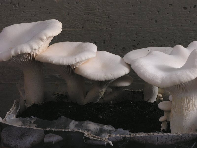 Se l''habitat naturale non risponde...........